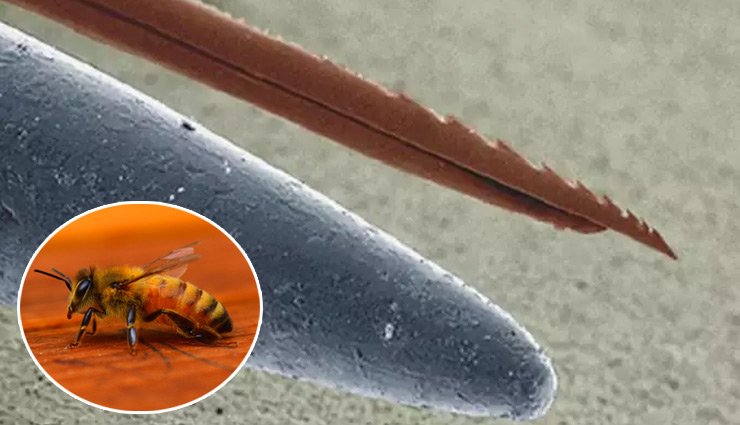 microscopic pictures,the amazing world through microscope