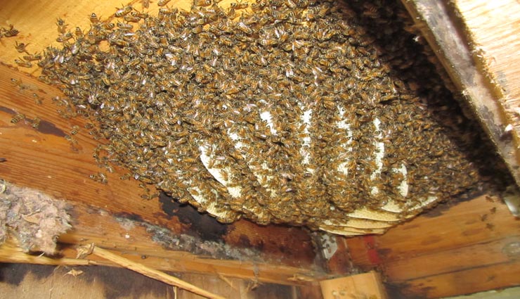 couple in fear,honey bees in the room wall,fear by honey bees ,कापले में ड़र, मधुमक्खियाँ कमरे की दीवार में, मधुमक्खियों का दर ड़र 