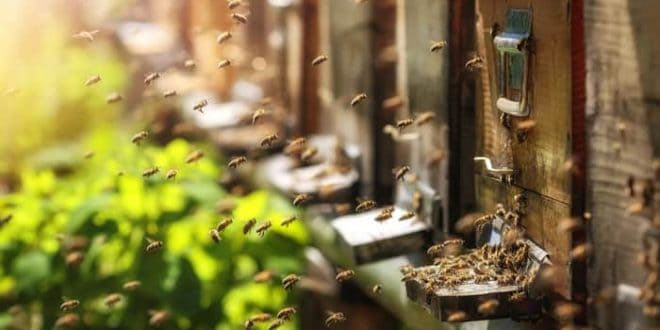honey bees,ways to get rid of honey bees from home,household tips