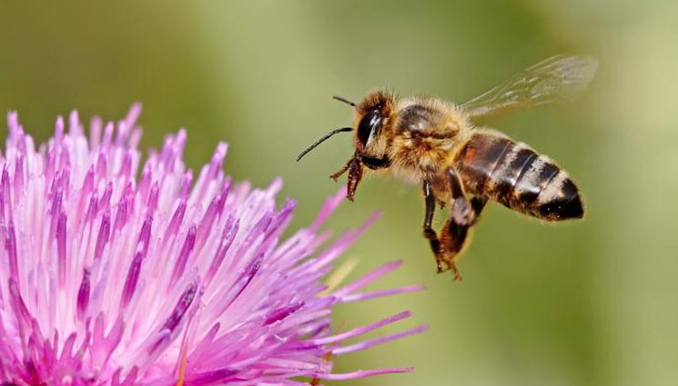 5 Effective Ways To Get Rid of Honey Bees From Home