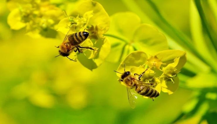 आप शायद ही जानते होंगे मधुमक्खियों से जुड़े ये रोचक तथ्य 