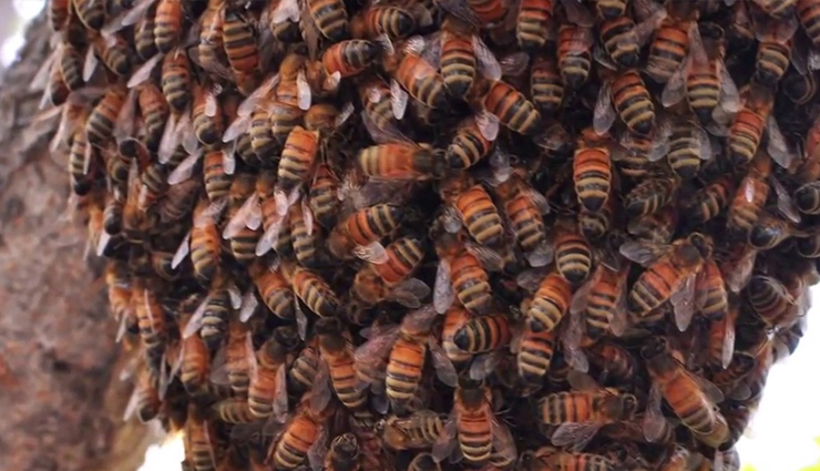 कुल्लू / जंगली मधुमक्खी का हमला, एक व्यक्ति की मौत