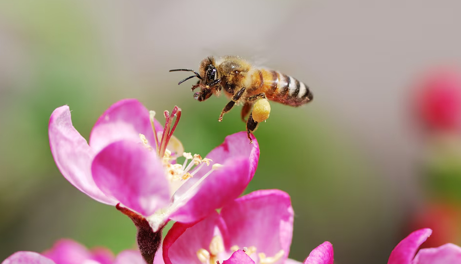 6 Remedies To Get Rid of Honey Bees