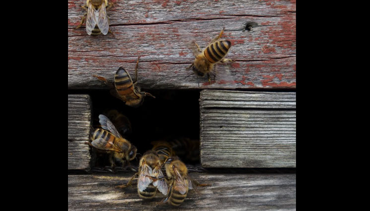 honey bees,ways to get rid of honey bees from home,household tips