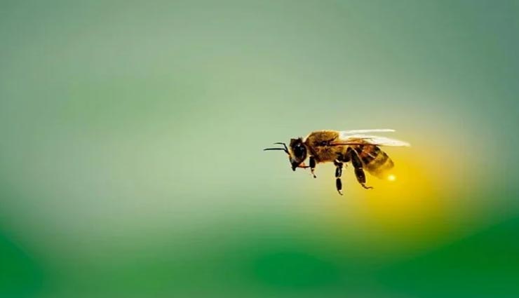 weird news,weird information,honey bees facts,interesting facts ,अनोखी खबर, अनोखी जानकारी, मधुमक्खियों के रोचक तथ्य, रोचक जानकारी
