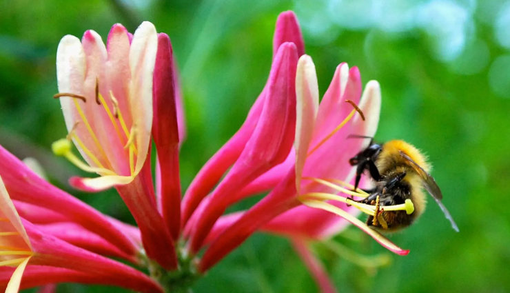 natural remedies to treat folliculitis,beauty tips,beauty hacks