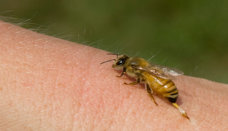मधुमक्खी काटने पर तुरंत करे ये उपचार, मिनटों में मिलेगा फायदा
