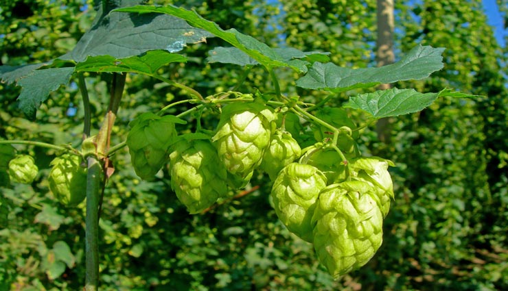 अनोखी सब्जी जिसकी कीमत चांदी से भी दुगनी, आखिर क्या है इसकी खासियत