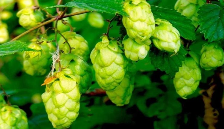 शायद ही कभी बाजार में दिखी होगी आपको यह सब्जी, कीमत इतनी की उड़ जाएंगे आपके होश