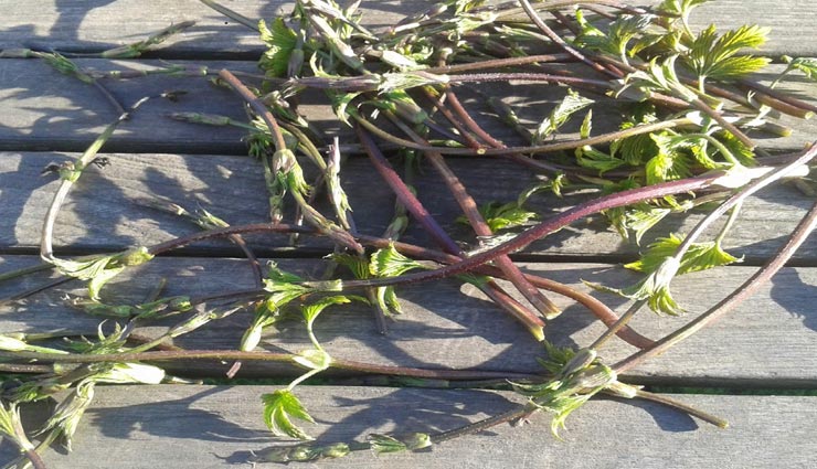 अनोखी सब्जी जिसकी कीमत चांदी से भी दुगनी, आखिर क्या है इसकी खासियत weird vegetable,vegetable cost is twice as much as silver,hop shoots vegetable,expensive vegetable,hop shoots,american vegetable