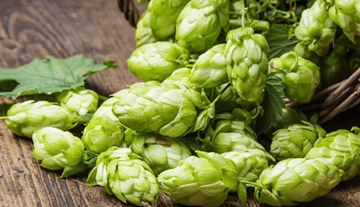 health benefits of hops,hops for sleep,hops for stress relief,hops for digestion,hops in skincare,anti-inflammatory properties of hops,hops for hormonal balance,antioxidant properties of hops,benefits of hops extract,traditional uses of hops,hops in herbal medicine,hops tea benefits,hops for relaxation,hops and brewing,hops as a natural remedy