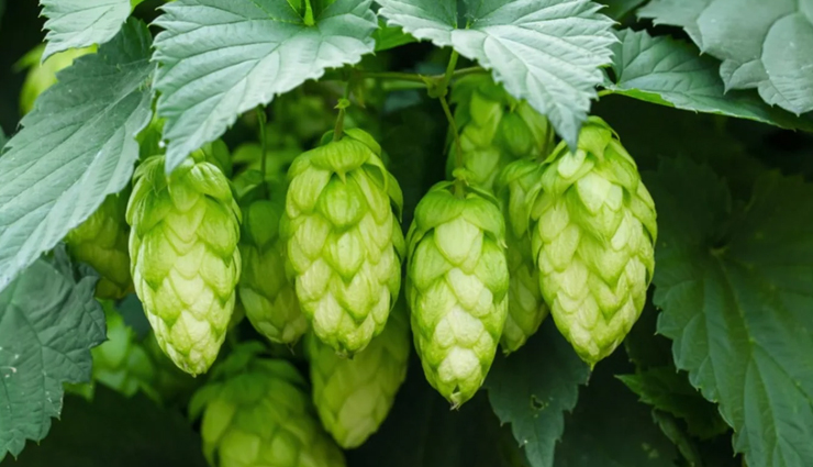 herbs that will help you treat insomnia naturally,healthy living,Health tips