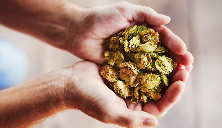 health benefits of hops,hops for sleep,hops for stress relief,hops for digestion,hops in skincare,anti-inflammatory properties of hops,hops for hormonal balance,antioxidant properties of hops,benefits of hops extract,traditional uses of hops,hops in herbal medicine,hops tea benefits,hops for relaxation,hops and brewing,hops as a natural remedy