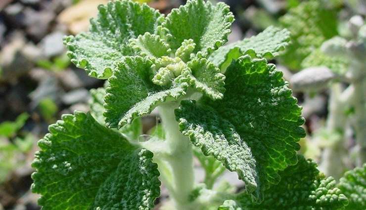 anorexia nervosa treatment,home remedies for anorexia nervosa,natural remedies for anorexia nervosa,anorexia nervosa recovery tips,anorexia nervosa cure,anorexia nervosa diet plan,anorexia nervosa therapy,anorexia nervosa herbal remedies,holistic remedies for anorexia nervosa,anorexia nervosa remedies for appetite stimulation,anorexia nervosa remedies for weight gain,anorexia nervosa remedies for depression,anorexia nervosa remedies for anxiety,anorexia nervosa remedies for digestive health,anorexia nervosa remedies for body image issues,anorexia nervosa remedies for nutritional deficiencies,ayurvedic remedies for anorexia nervosa,Health,Health tips