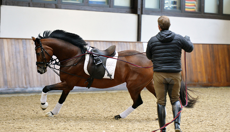 pet animals,lucky,jyotish