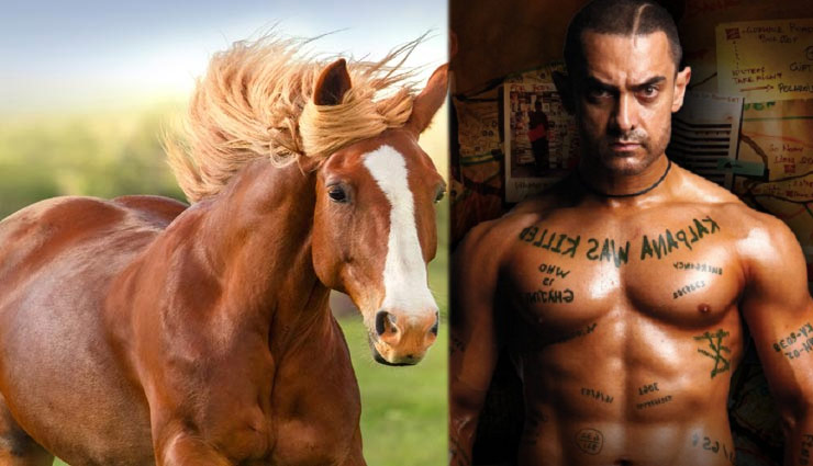 घोड़ों की मैमोरी होती है गजनी फिल्म के आमिर खान की तरह, जानें इनसे जुड़े कुछ और रोचक तथ्य