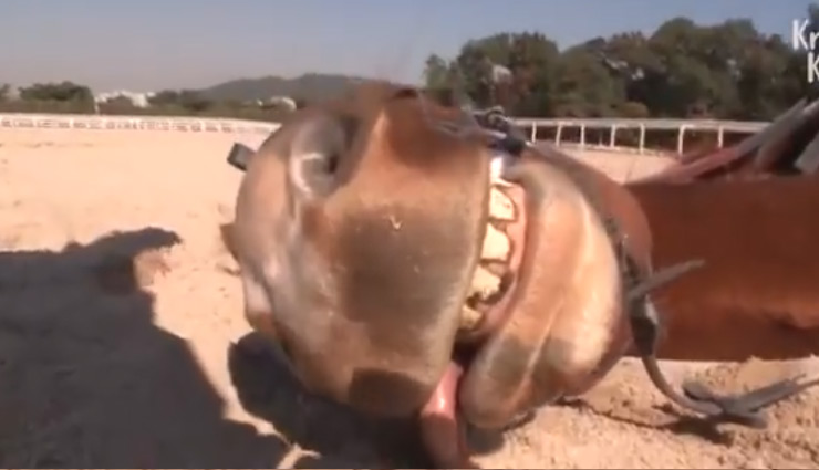 viral news,viral video,horse,lazy horse,weird news in hindi