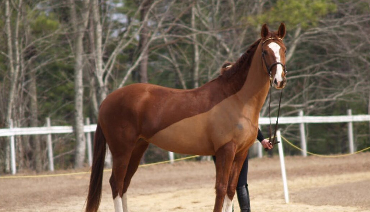 You Know Owning a Horse is Beneficial For Your Health, Here is How