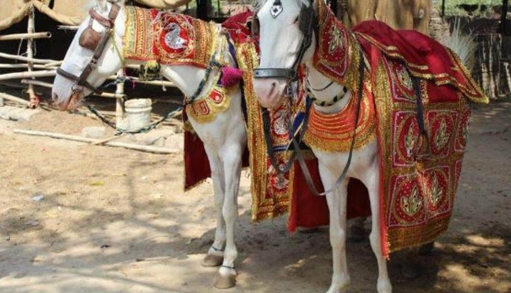 ट्विटर पर वायरल हुई घोड़े घोड़ी की शादी, आ रहे रोचक कमेंट्स