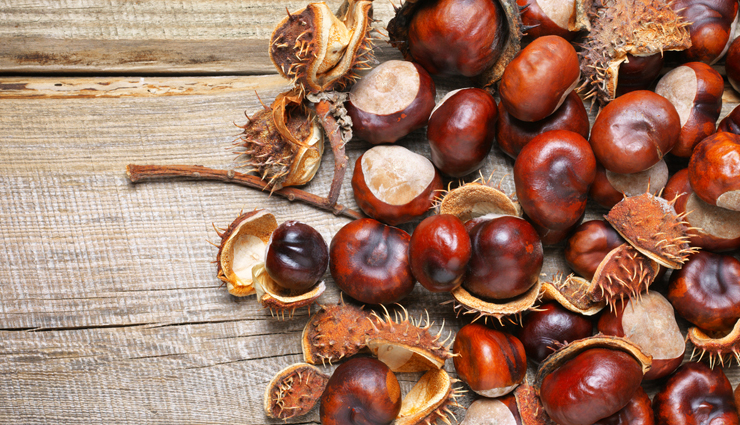 5 Proven Health Benefits of Horse Chestnut