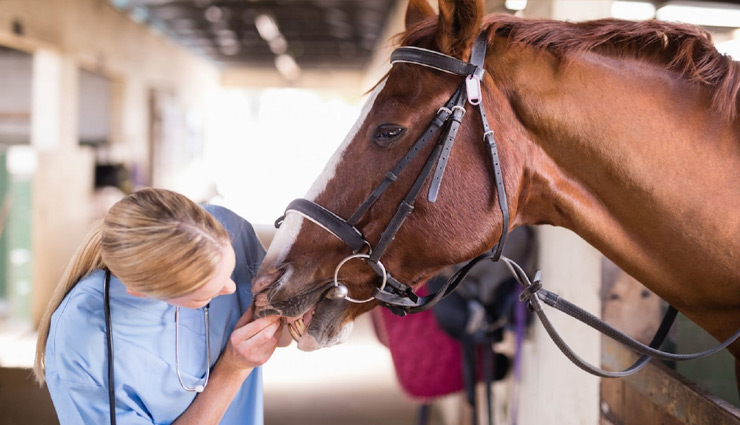 7 Tips To Maintain Your Horse Health in The Pasture