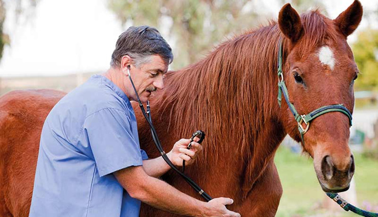 horse health in the pasture,horse health,maintain horse health