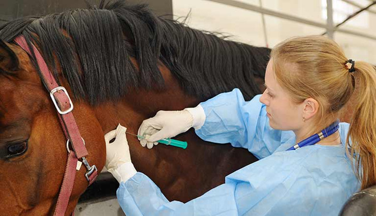 horse health in the pasture,horse health,maintain horse health