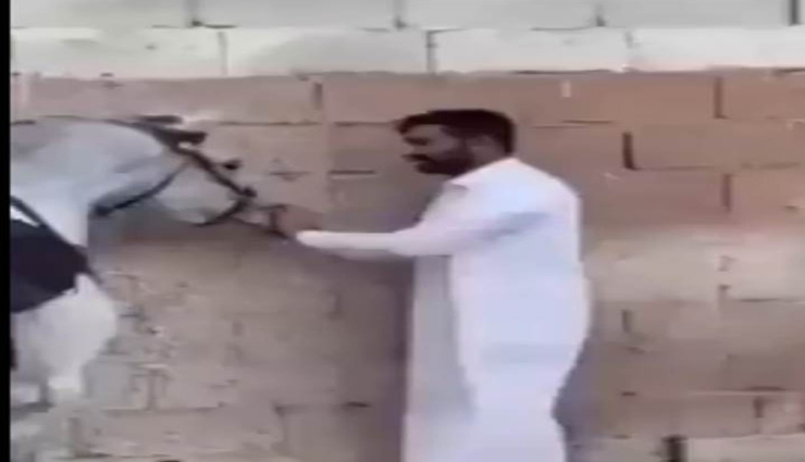 Video : घोड़े से मस्ती करना शख्स को पड़ा भारी, मारी ऐसी जगह लात कि निकल गई चीख!