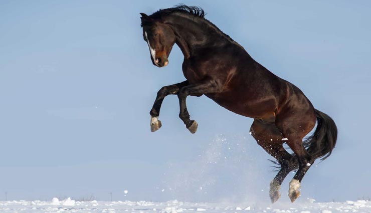 घोड़ों की मैमोरी होती है गजनी फिल्म के आमिर खान की तरह, जानें इनसे जुड़े कुछ और रोचक तथ्य interesting facts,amazing facts,interesting facts of horse,amazing facts of horse,horse related facts