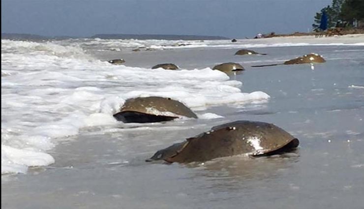 डायनासोर से भी पुराने इन जीवों के एक लीटर खून की कीमत 11 लाख