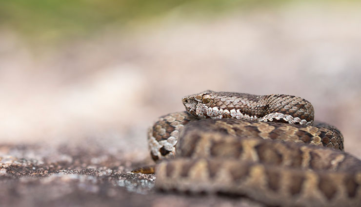 snakes found in karnataka rainforest,karnataka rainforest,snakes,green vine snake,malabar pit viper,hump nosed pit viper,horseshoe pit viper,bamboo pit viper