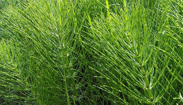 herbs for hair growth,natural herbs for thick hair,herbs for long hair,hair growth herbs,best herbs for hair health,herbal remedies for hair growth,herbs for healthy hair,hair strengthening herbs,herbal treatments for thick hair,natural hair growth herbs