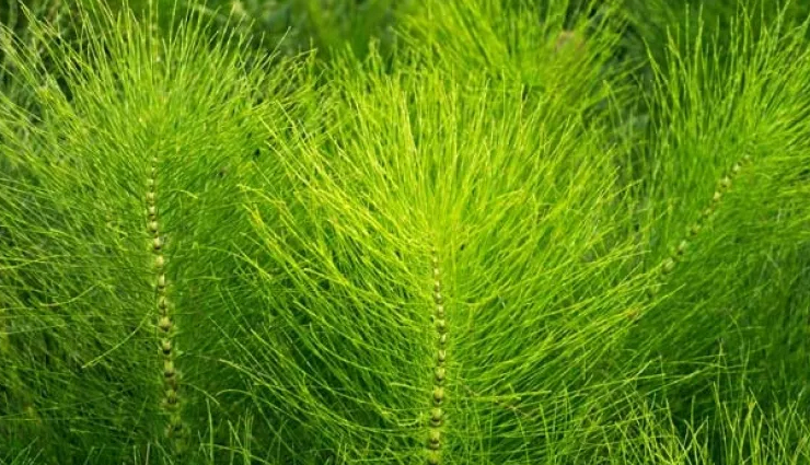 anti-aging herbs for skin,herbs to combat skin aging,natural remedies for youthful skin,herbs for anti-aging skincare,fighting skin aging with herbs,herbal solutions for youthful appearance,best herbs to prevent skin aging,age-defying herbs for skin,herbal remedies for ageless skin,incorporating herbs in anti-aging routine