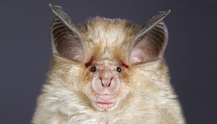 दुनिया के 5 अजीब दिखने वाले जानवर world most amazing look like animal,horseshoe bat,blob fish,gold fish,naked chachundar,frigate bird