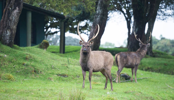 wildlife places in sri lanka,best wildlife parks sri lanka,sri lanka wildlife destinations,sri lanka national parks,safari in sri lanka,wildlife tours sri lanka,yala national park sri lanka,minneriya elephants,birdwatching in sri lanka,top wildlife parks sri lanka,leopard safari sri lanka,elephant watching sri lanka,nature reserves in sri lanka,wildlife adventures sri lanka