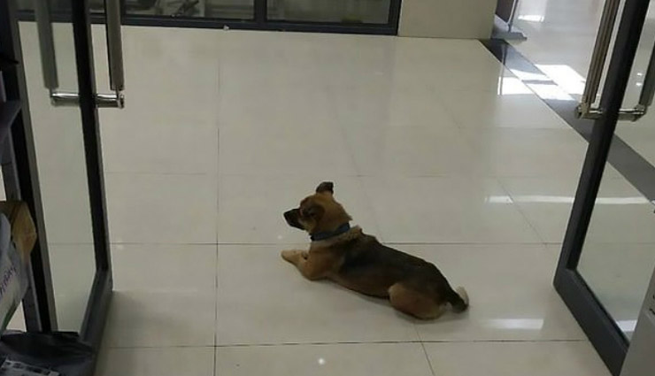 वफादारी / वुहान में मालिक की कोरोना से मौत, कुत्ते ने 3 महीने तक अस्पताल के बाहर किया इंतजार 