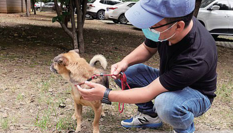 वफादारी / वुहान में मालिक की कोरोना से मौत, कुत्ते ने 3 महीने तक अस्पताल के बाहर किया इंतजार coronavirus,dog,hospital,china,wuhan,covid 19,weird news