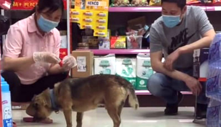 वफादारी / वुहान में मालिक की कोरोना से मौत, कुत्ते ने 3 महीने तक अस्पताल के बाहर किया इंतजार coronavirus,dog,hospital,china,wuhan,covid 19,weird news