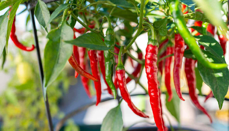 unusual pain relief remedies,odd home remedies for pain,bizarre pain relief techniques,strange pain management solutions,quirky home pain remedies,unique pain relief hacks,unconventional pain alleviation methods,peculiar pain relief therapies,non-traditional pain relief tricks,offbeat pain remedy tips