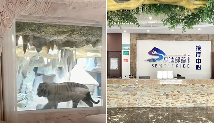 यह होटल देने जा रहा बाघों के साथ रात बिताने का मौका, बिस्तर के बगल में रहेंगे घूमते