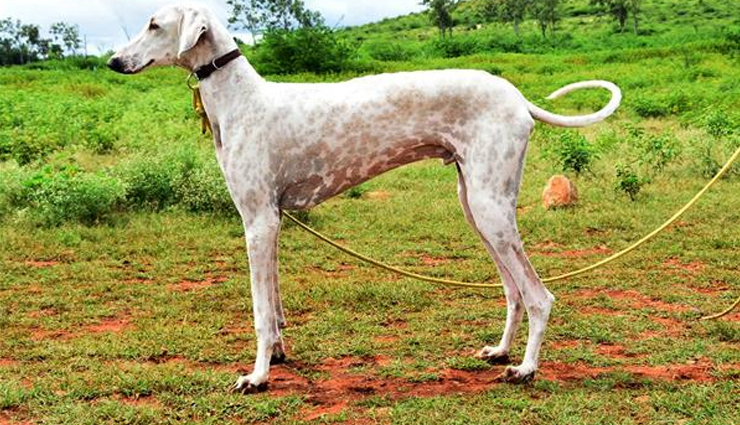 breeds of hound dogs found in india,hound dogs,rajapalayam,tamil nadu,rampur greyhound,uttar pradesh,mudhol hound,karnataka,chippiparai,kanni,kaikadi,maharashtra,kombai