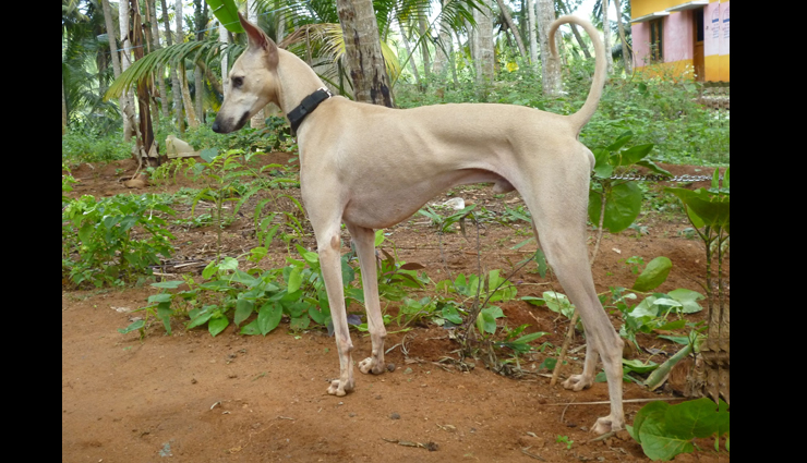 breeds of hound dogs found in india,hound dogs,rajapalayam,tamil nadu,rampur greyhound,uttar pradesh,mudhol hound,karnataka,chippiparai,kanni,kaikadi,maharashtra,kombai