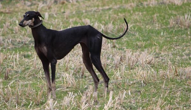 breeds of hound dogs found in india,hound dogs,rajapalayam,tamil nadu,rampur greyhound,uttar pradesh,mudhol hound,karnataka,chippiparai,kanni,kaikadi,maharashtra,kombai