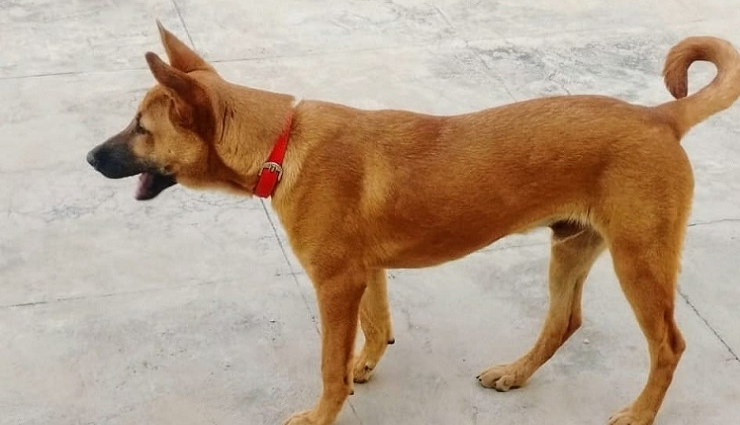 breeds of hound dogs found in india,hound dogs,rajapalayam,tamil nadu,rampur greyhound,uttar pradesh,mudhol hound,karnataka,chippiparai,kanni,kaikadi,maharashtra,kombai