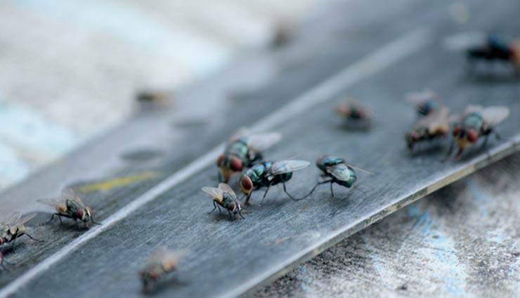 house flies,remedies for house flies,tips to get rid of house flies,household tips