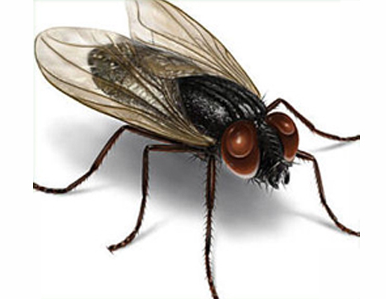 Irritated With Houseflies? Try These Natural Tips