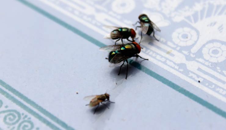 house flies,remedies for house flies,tips to get rid of house flies,household tips