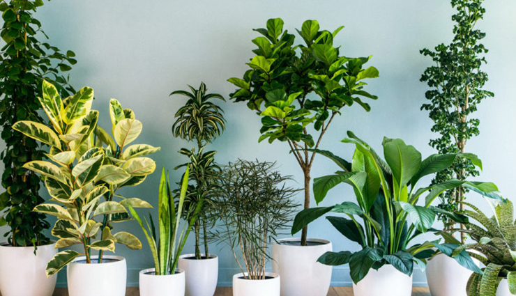 house plants,tips to maintain house plants,house plants care tips,household tips