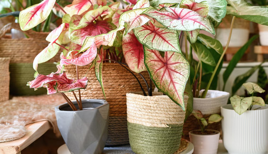 10 Tips To Care for Your House Plants