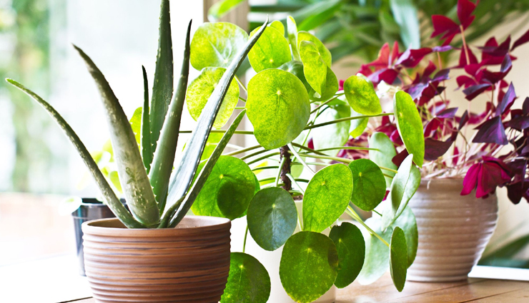 house plants,tips to maintain house plants,house plants care tips,household tips